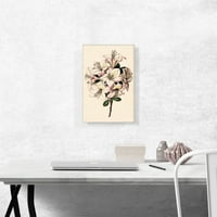 Alstroemeria Peruanski Lily Canvas Art Print by Sydenham Edwards - Veličina: 18 12