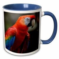 3Droza Omaha, Henry iz VOO-a, grirlet Macaw Tropical Bird - US GHA - Gayle Harper - dva tonska plava