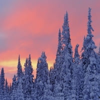 Pogled na stabla natkrivenu snegu i nebo na sumrak, Quebec, Kanada. Print plakata