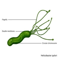 Helicobacter pylori, ilustracija Poster Print by Gwen Shockey Science izvor