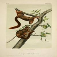 Četveronošeni N. Amerike Narančasto-trbuh vjeverica otiska Ispis J.J. Audubon