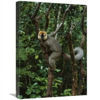 u. Crveno-frontirano smeđi Lemur musko, Ranomafana NP, Madagaskar Art Print - Konrad Wothe