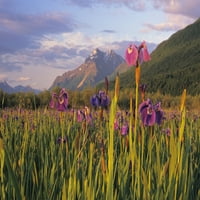 Divlji iris cvjeta ispred pionirskog vrha sc aljaska ljetni mat-su dolina print