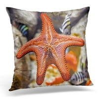 Zatvorivanje donje strane šarene narančasto morske zvijezde u morskom akvarijumu dok puze preko staklenog jastučnog jastuka