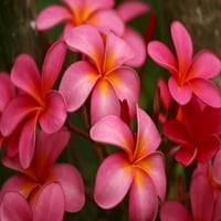 Havaji, Maui, ružičasta plumerias. Print plakata