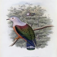 Finschov voćni golub John Gould print