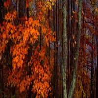 Pogled na drveće u šumi, Nacionalni park za odlične smokne planine, Sjeverna Karolina, USA Poster Print