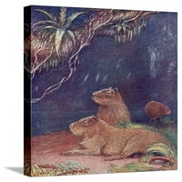 Životinja, Capybara 1909, Životinje se protezale platno Zidna umjetnost Louis Sargent Prodana od strane