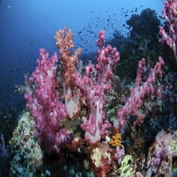 Soft Coral Reef, Richlieu Rock, Similan Islands, Tajland. Poster Print morten Beier Stocktrek Images