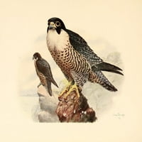 Ptice Washington Peregrine Falcon Poster Print A. Brooks