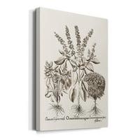 Wexford Home Sepia Besler Botanicals II Premium Galerija Omotana platna - spremna za objesiti 24x36