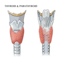 Thyroid & Parathyroid Poster Print Monica Schroeder Naučni izvor
