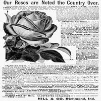 Reklama Rose, 1888. Namerička reklama, 1888., za Rose Rose & Co.. Poster Print by