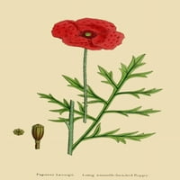 Engleski botany dugi glatko glatko poster za postere Ispiši James Sowerby