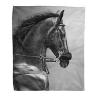 Super meko bacanje pokrivač sivi konj crno-bijeli portret sportskog stalaca u hachamore glava Početna