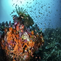 Narančasti koralji i riba pokrivaju greben u Raji Ampat, Indonezijski poster Ispis Brook Peterson Stocktrek