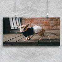 Chihuahua haljina poster -image by shutterstock