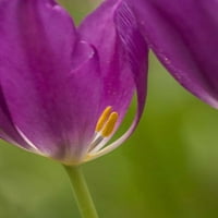 Pennsylvania Tulip Garden od Jay Obrien