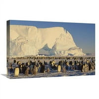 Global Galerija in. Car Penguin Rookery sa ledenim bregom u pozadini, Antarktika Art Print - Konrad
