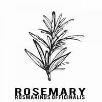 Rosemary Herbs Poster Print by Anne Waltz