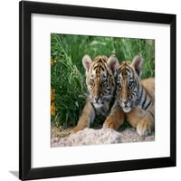 Dvije sibirske tigrasti mladunce uramljene print zid umjetnosti w perry conway koji je prodao art.com