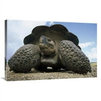 Global Galerija u. Galapagos divovska kornjača na Caldera Rim, Alcolko vulkan, Galapagos Islands Art