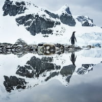 Antarktika, otok Cuverville, Gentoo Penguin odražava se u plitkoj vodi uz ledenski print obale