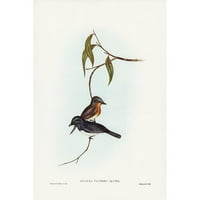 Gould, John Black Moderni uokvireni muzej Art Print pod nazivom - Plumbeous flycatcher-Myiagra Plumbea