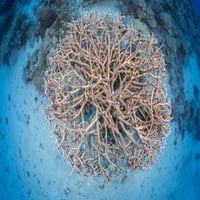 Pogledajte pogled ravno na koloniju osjetljivih kamenih koralja, acropora acuminata, fidžija. Poster