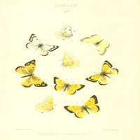 Sinopsis Sjevernoameričke leptire Colias Poster Print Mary Peart