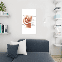 Ženski mokraćni sistem anatomijski grafikon hladan ogroman veliki divovski poster Art 36x54