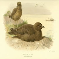 Ptice britanskih otoka Skua, Twist-rep plakat Print Archibalda Thorburna