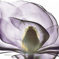 Ljubičasta magnolija Poster Print Albert Koetsier