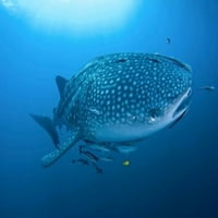 Bay Whale Shark i Remoras Poster Print Jaynes Gallery