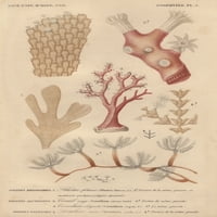 Različite vrste koralja i morskih tragova Poster Print ® Florilegije Mary Evans