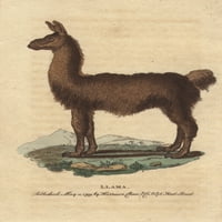 Llama, Južnoamerička Camelid, Lama Glama Poster Print ® Florilegije Mary Evans