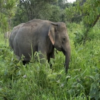 Slonovi u Eurolu Eco Park, Sjeverna Centralna provincija, Šri Lanka Poster Print