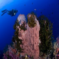 Diver izgleda na džinovskoj bačvi Spužvi, Reef oef, zaljev Kimbe, Papua Novi Gvinejski poster Print
