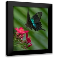 Fitzharris, Tim crni moderni uokvireni muzej umjetnički print pod nazivom - Papilio pranthus Butterfly-Indonezija
