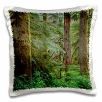 3Droza Oregon, Willamette NF, stara šuma rasta sa velikim Douglasom jelkom. - jastuk, by