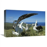 In. Antipodejski albatross displej, ostrva Auckland, novozelandski Art Print - Tui de Roy