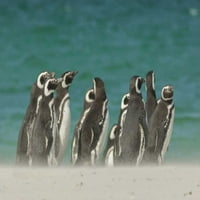 Bleaker Otok Gentoo Penguins na plaži Cathy - Gordon Illg