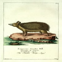 Naturgeschichte des Thierreichs sibirski ježet za poster Ispis Daniel Sotzmann