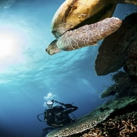 Zelena morska kornjača i podvodni fotograf u Sipadunu, Malezija. Poster Print Alessandro Cere StockTrek