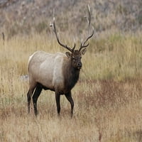 Bull Elk ili Wapiti u Meadow-Yellowstone National Park-Wyoming Print Print - Adam Jones