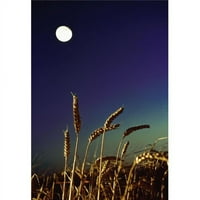 Posterazzi DPI pšenično polje noću ispod mjesečevog postera Ispis Irske kolekcije slike, 18