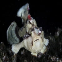 Warty Frogfish je dobro kamufliran jer čeka za zaseb za zaseb na ispisu za grebenu ethanu Daniels Stocktrek Images