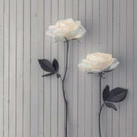 Ruže u nizu na stolnom plakatu Ispis Assaf Franka