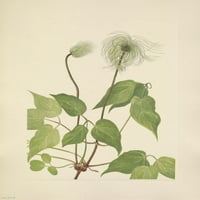 American Wild Cvijeće Columbia Clematis Voćni plakat Print Mary V. Walcott