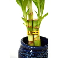 Quexis - Party set u stilu uživo bambusovog aranžmana sa keramičkom vazom